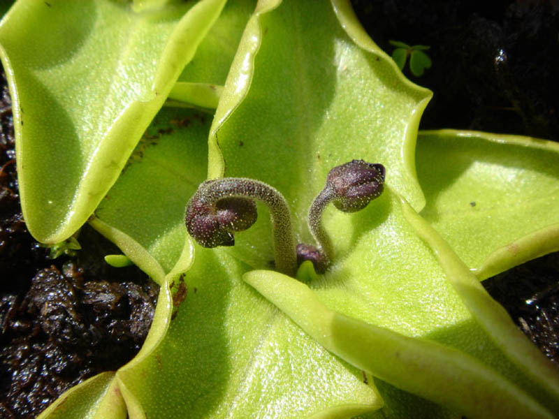Pinguicula grandiflora en fleurs sur des falaises humides dans les Pyrénées
